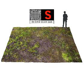 Forest ground 16K Ultra HD